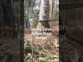 Download Lagu Tebang pohon sangat tinggi Ratusan tahun#tebang_pohon#mesin#070#stihl#shorts#banjarnegara#fypyoutube