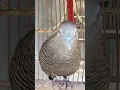 Download Lagu Burung tekukur lokal punya suara topcer yang jernih untuk umpan yang langsung bereaksi #shorts