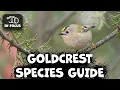 Download Lagu Panduan Spesies Goldcrest: Penampilan, Pola Makan, Habitat, Perilaku, Statistik, dan Status Konservasi