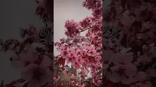 مرور الوقت بعثرني وطول الصمت أرقني حالات واتس اب انستا 