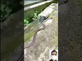 Download Lagu snake video || 🔥🤯😱 #shorts #shortfeed #short