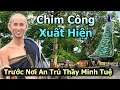 Download Lagu Chim Công Xuất Hiện Trước Nơi An Trú Thầy Minh Tuệ 18/9 India