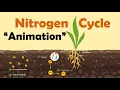NITROGEN CYCLE Biology Animation