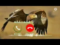 Download Lagu Eagle Ringtones