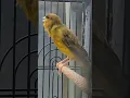 Download Lagu suara kicau burung kenari gacor #bird #birds #kenari #burung #kicaumania #canary #canarias