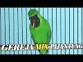 Download Lagu CUCAK IJO ISIAN GEREJA MIX PIJANTUNG | MASTERAN CUCAK HIJAU