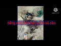 Download Lagu tiếng chim mắt đỏ ,,,, quá ăn chim kỷ niệm ah em