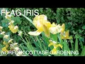 Wild English Yellow Flag Iris