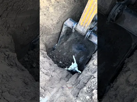 إنقاذ الحيوانات: إنقاذ كلب أبيض خائف عالق في خندق بناء عميق