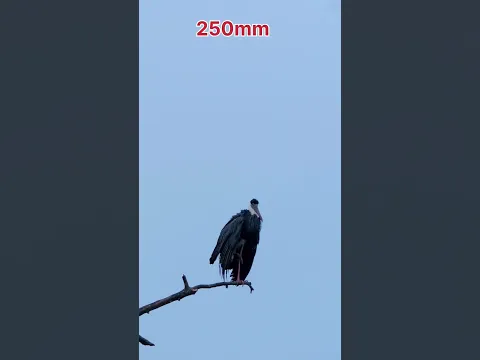 150-600mm Lens Zoom Test | Wildlife Photography 📸😲 #photography #wildlife
