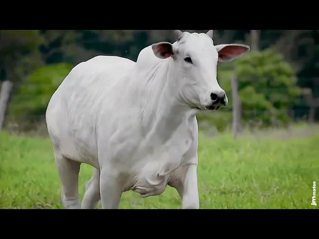 Matriz Nelore GNRN - 13