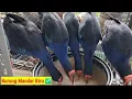 Download Lagu Belajar Ternak Dan Budidaya Burung Rawa dari Nol (mandar biru)