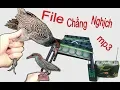 Download Lagu tiếng chằng nghịch kêu chuẩn file gà nước vằn kêu mp3 • Rừng Già Ký Sự
