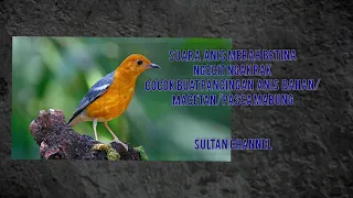 suara anis merah betina ngecit ngakrak cocok buat pancingan anis bahan macetan pasca mabung