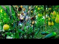 Download Lagu Harvest: Pears, Eggfruits, Cucumbers, Pea Eggplants To Sell At The Market, Cook, Garden, Livestocks.