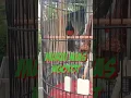 Download Lagu Murai Nias Gacor Ngotot #muraibatu  #muraigacor