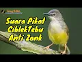 Download Lagu Suara Pikat Prenjak Tebu Ribut |  Suara Pikat Ciblek Tebu Betina Memanggil Jantan