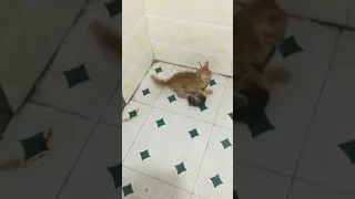 معركه بين القط و الفار ضحك Haha Shorts 