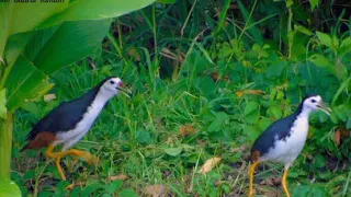 suara burung wak wak ruak ruak pikat mantap 1 menit langsung mendekat