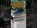 Download Lagu Tingkah/Gerak/Gerik DiHarianNya Murai Ngembangin Bulu #muraibatu
