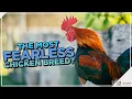 Old English Game Chicken The Fearless Warrior of the Poultry World