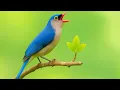 Download Lagu Cocok Buat Masteran Speed Rapat Tembakan Suara Burung Rambatan Paruh Merah