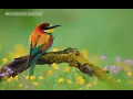 bird loop ringtone mp3 ringtones sms