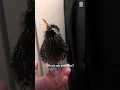 Download Lagu Mimikri burung jalak ini luar biasa 🤯