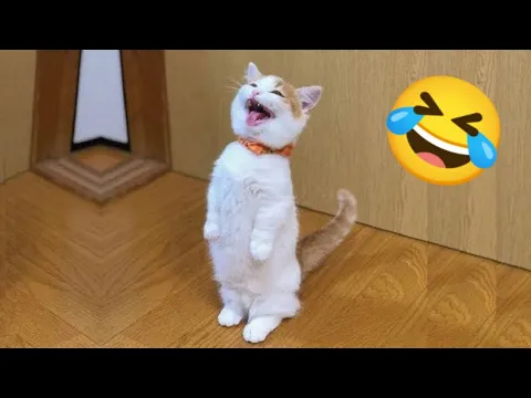 Download MP3 Try Not To Laugh Dogs And Cats 🤣 Best Funny Animals 2024 😆