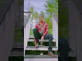 Download Lagu CATUR ARUM - GERIGIS (Kari manis kurang manis tambahi gulo)