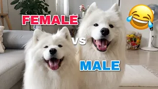 Download Funny Differences Between Female And Male Samoyeds! MP3