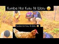 Download Lagu MaajabubYaliyomo Wachawi Watatu Wanabadilishwa Na Daktari Mutunga Kutoka Kuwa Kuku Kuwa Binadamu 😲 