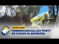Download Lagu Gajah Pupy Dipindahkan dari Kebun Binatang Buenos Aires ke Cagar Alam di Brasil - [ Metro Siang ]