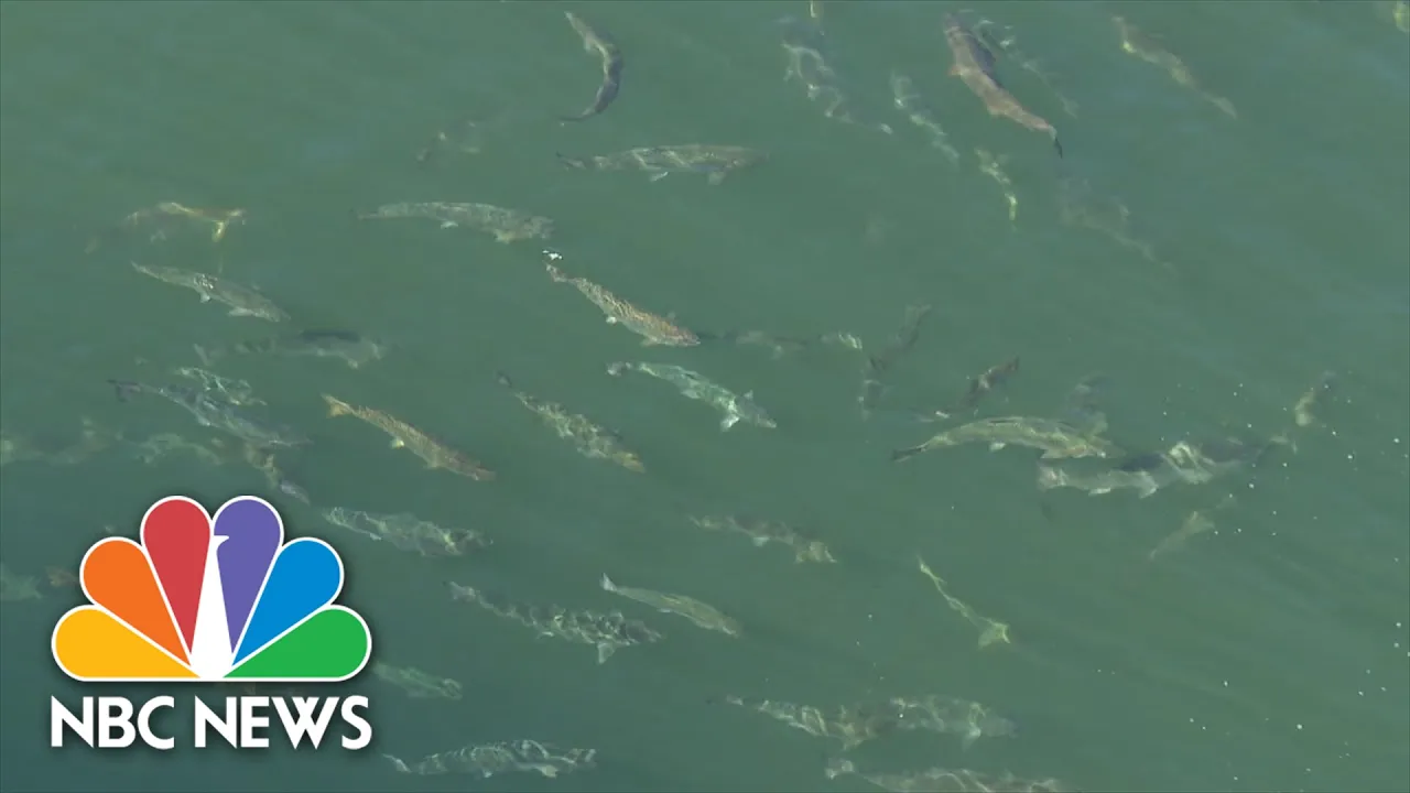 Shrinking Salmon, Fewer Clams: Climate Change Devastating Seafood Industry