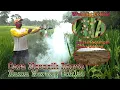 Download Lagu Cara Meracik Racun Hama Wereng Coklat \