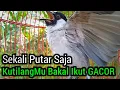 Lagu Suara Burung Kutilang Gacor NGGARUDA TARUNG seperti ini sangat Cepat memancing Kutilang LAIN Gacor!