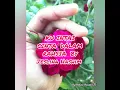 Download Lagu Ku Intai Cinta Dalam Rahsia by Jeslina Hashim