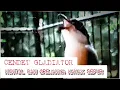 Download Lagu Masteran Cendet Gladiator - Rajanya Lapangan || Kunti dan Grejanya Seperti Kereta