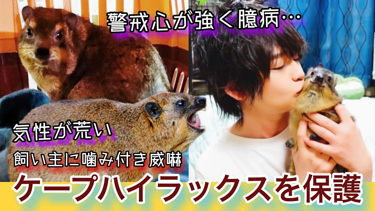飼い主に噛み付き威嚇するケープハイラックスを保護しました。