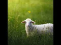 Psalm 23