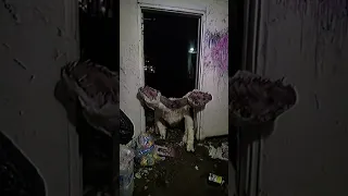                    دندنها