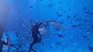 A.D Aquarium Fish feeding