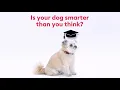 Brain Games - Dog Training Classes at PetSmart