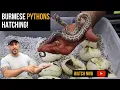 Burmese Eggs Hatching - Babies have arrived