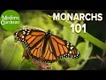 Everything to Know About Monarch Butterflies