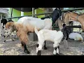 Download Lagu 1,300!! Cheap Male Baboons!! Tuban Goat Market