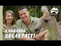Morning kangaroo feed with Bindi Chandler Australia Zoo Life