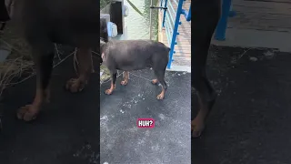She’s soo ready !! #fyp #dream #youtube #pets #doberman