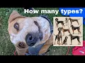 6 Types of Coonhounds Why