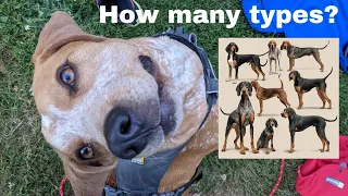 6 Types of Coonhounds Why